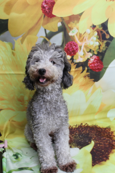 トイプードルブリーダーの成犬、トリミング画像