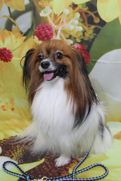 千葉県鎌ヶ谷市のパピヨンのトリミング前画像