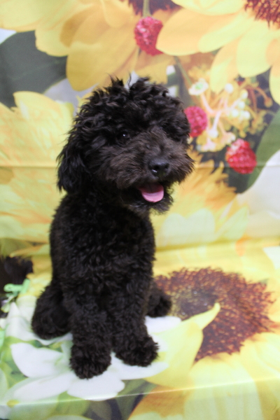 千葉県船橋市のトイプードルのトリミング前画像