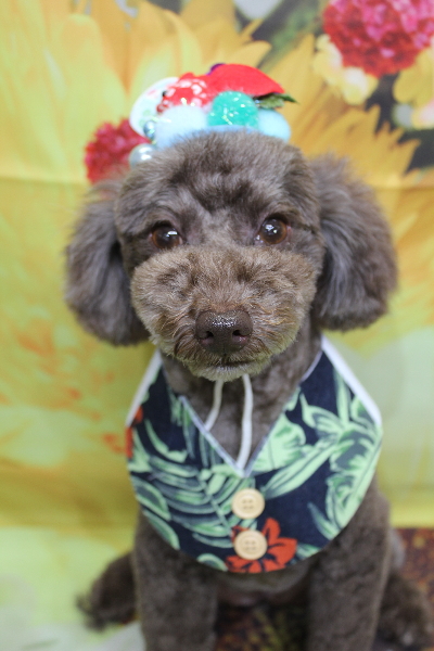 千葉県市川市のトイプードルのトリミング画像