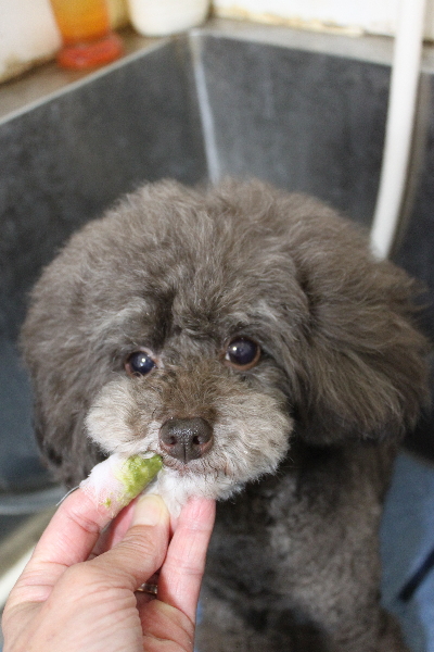 千葉県柏市のトイプードルの歯磨き画像