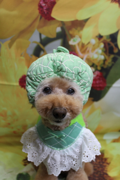 千葉県松戸市のトイプードルのトリミング画像