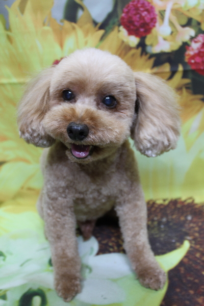 千葉県船橋市のトイプードルのトリミング画像