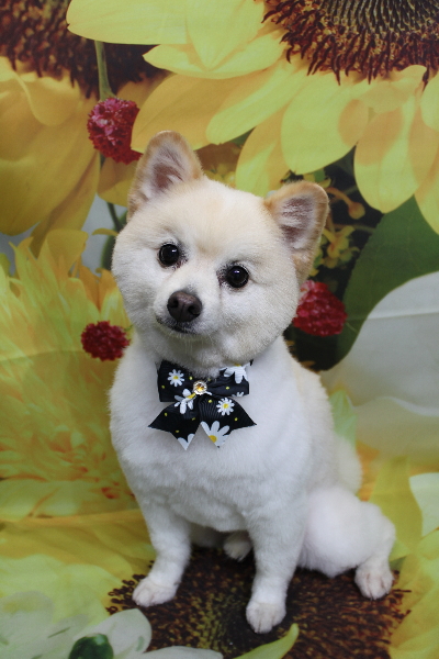 千葉県船橋市のポメラニアンのトリミング画像