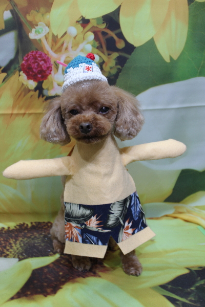 千葉県鎌ケ谷市のトイプードルのトリミング画像