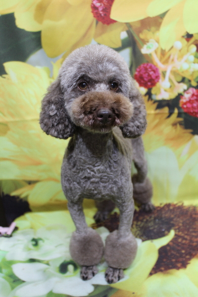 トイプードルブリーダーの成犬、トリミング画像