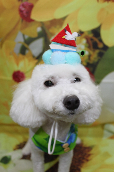 千葉県船橋市のトイプードルのトリミング画像