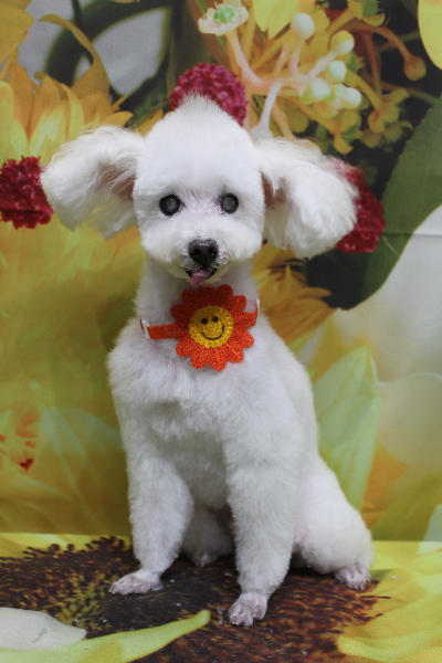 千葉県習志野市のトイプードルのトリミング画像