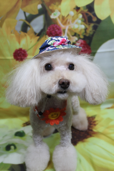 千葉県鎌ケ谷市のトイプードルトリミング画像