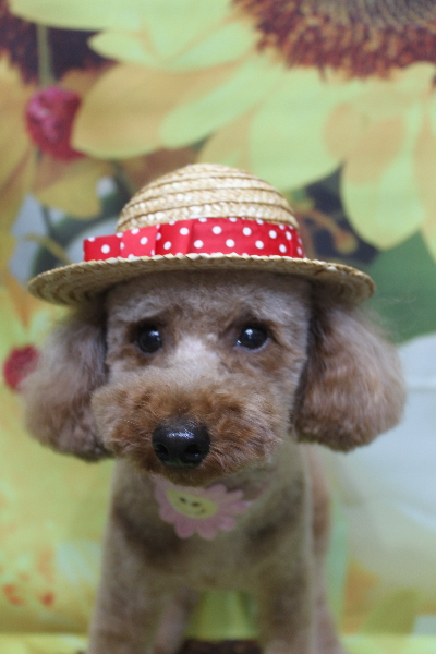 千葉県鎌ヶ谷市のトイプードルのトリミング画像