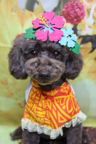 千葉県市川市のトイプードルのトリミング画像