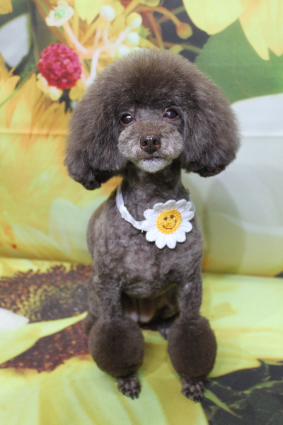 千葉県柏市のトイプードルのトリミング画像