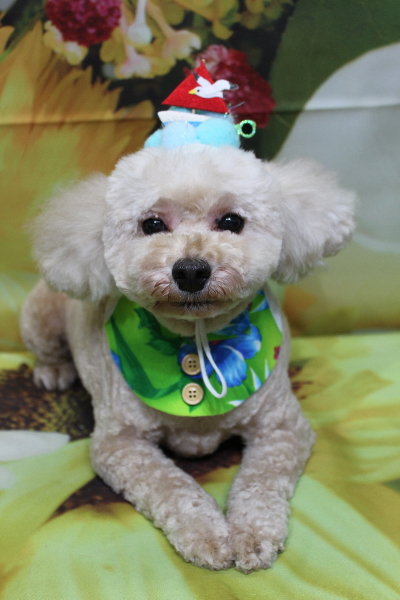 千葉県鎌ケ谷市のトイプードルのトリミング画像