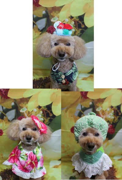 千葉県松戸市のトイプードルのトリミング画像