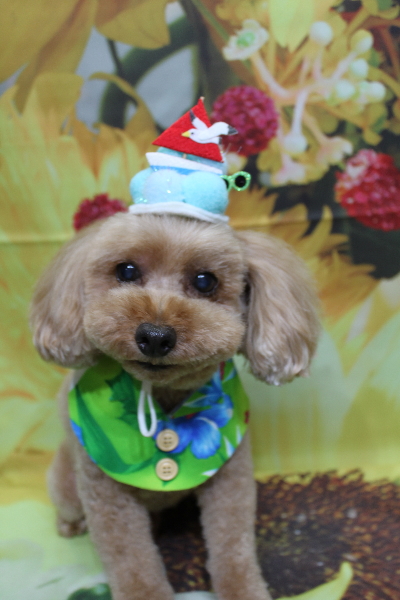 千葉県船橋市のトイプードルのトリミング画像