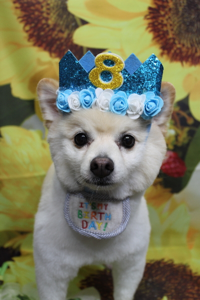 千葉県船橋市のポメラニアンのトリミング画像