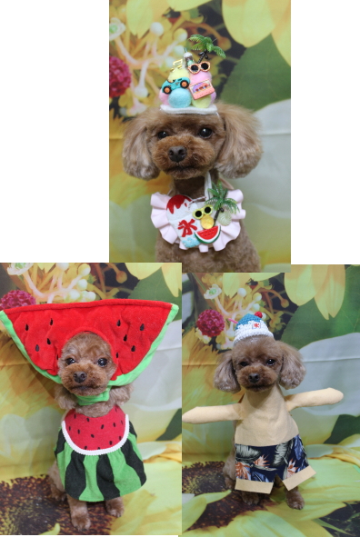 千葉県鎌ケ谷市のトイプードルのトリミング画像