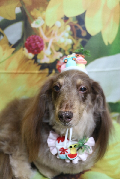 千葉県松戸市のミニチュアダックスのトリミング画像