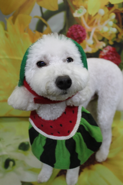 千葉県船橋市のトイプードルのトリミング画像