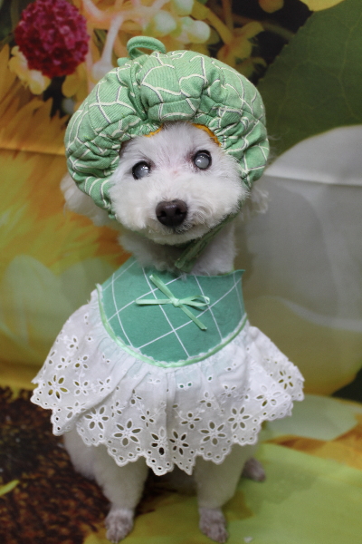 千葉県習志野市のトイプードルのトリミング画像