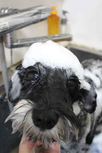 東京都江戸川区のミニチュアシュナウザーのシャンプー画像