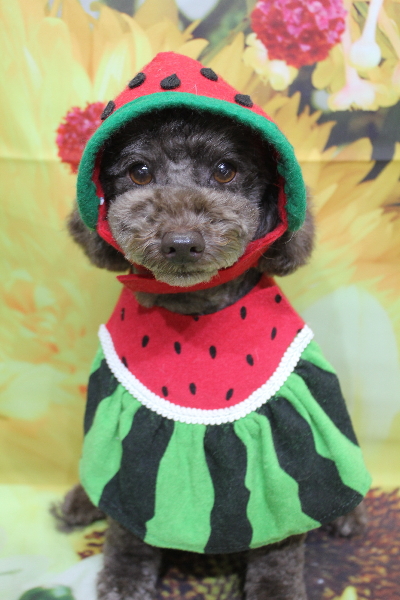 千葉県市川市のトイプードルのトリミング画像