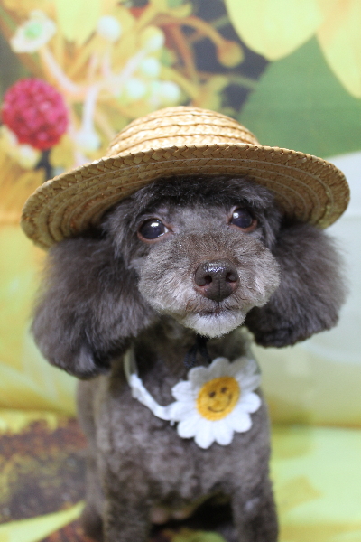 千葉県柏市のトイプードルのトリミング画像