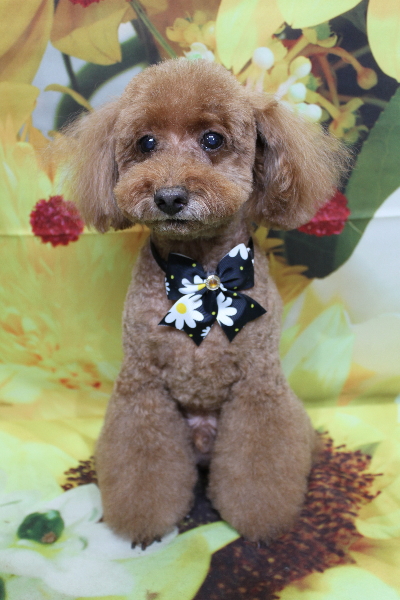 千葉県印西市のトイプードルのトリミング画像