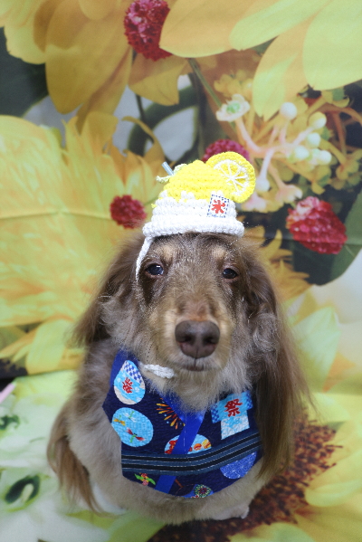 千葉県松戸市のミニチュアダックスのトリミング画像