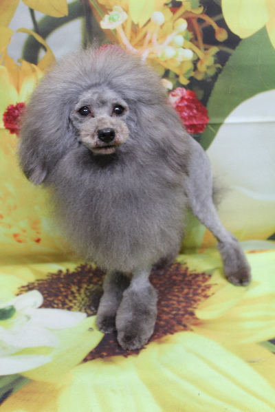 トイプードルブリーダーの成犬、トリミング画像