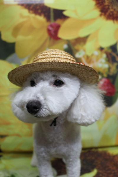 千葉県船橋市のトイプードルのトリミング画像