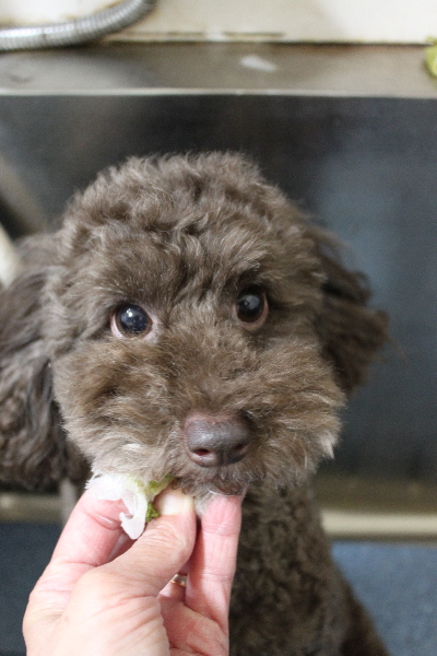 千葉県千葉市のトイプードルの歯磨き画像