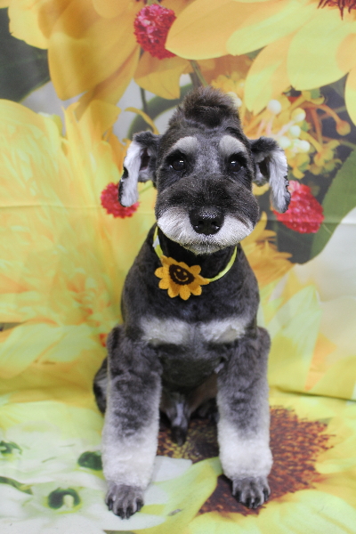 東京都江戸川区のミニチュアシュナウザートリミング画像