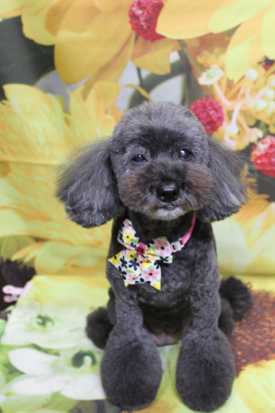 千葉県印西市のトイプードルのトリミング画像