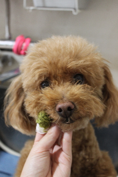 千葉県船橋市のトイプードルの歯磨き画像