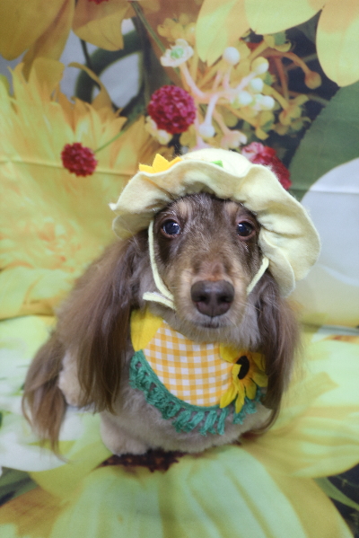 千葉県松戸市のミニチュアダックスのトリミング画像