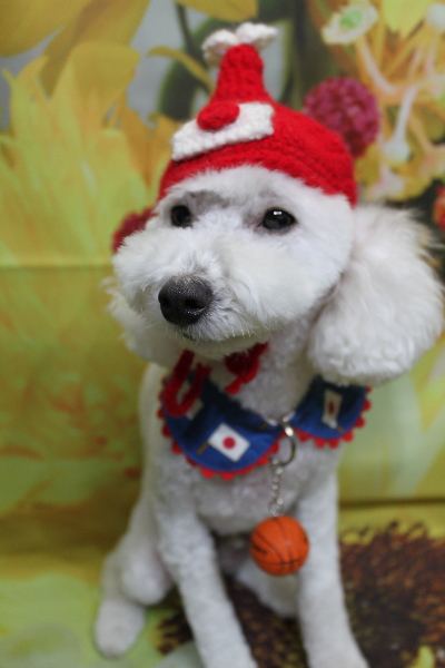 千葉県船橋市のトイプードルのトリミング画像