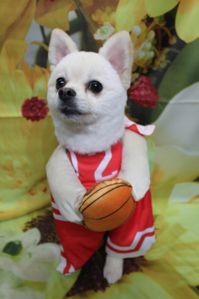 東京都港区のポメラニアンのトリミング画像