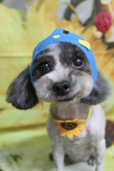 千葉県船橋市のトイプードルのトリミング画像