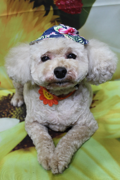 千葉県鎌ケ谷市のトイプードルのトリミング画像