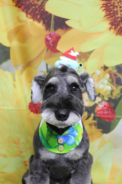 東京都江戸川区のミニチュアシュナウザートリミング画像