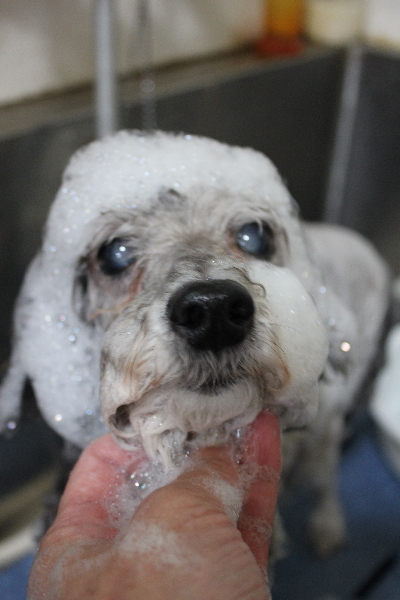 千葉県松戸市のトイプードルのシャンプー画像