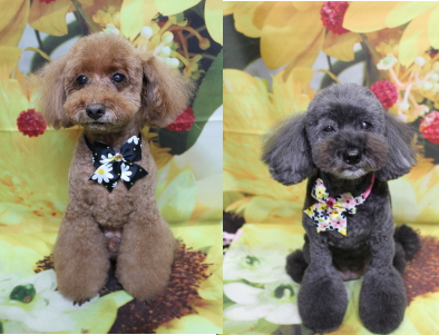 千葉県印西市のトイプードルのトリミング画像