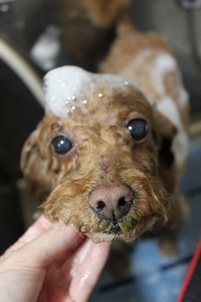 千葉県船橋市のトイプードルのシャンプー画像
