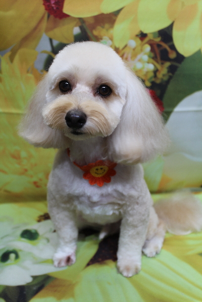 千葉県鎌ヶ谷市のミックス犬のトリミング画像