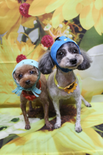 千葉県船橋市のトイプードルのトリミング画像