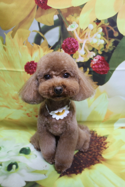 千葉県市川市のトイプードルのトリミング画像