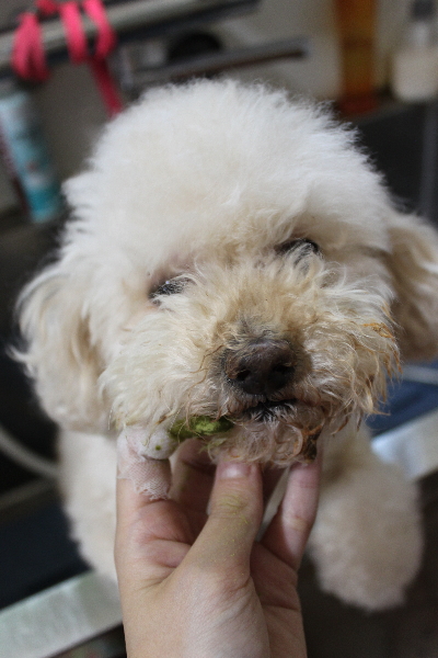 千葉県鎌ケ谷市のミックス犬の歯磨き画像