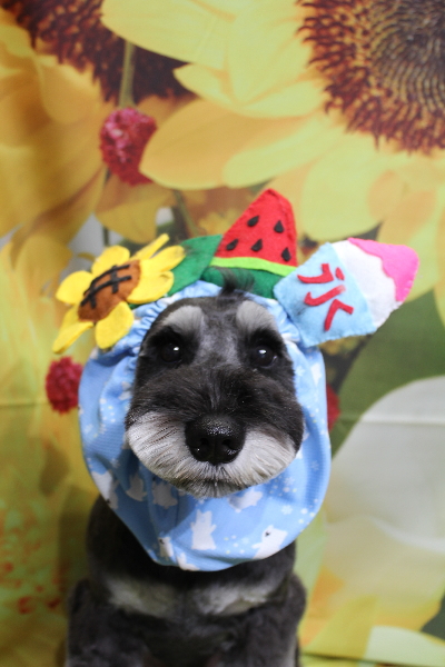 東京都江戸川区のミニチュアシュナウザートリミング画像