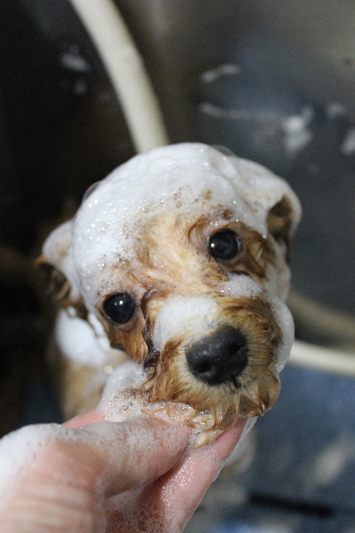 千葉県千葉市のトイプードルのシャンプー画像